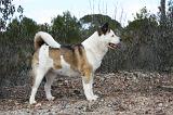 AKITA AMERICAIN 315